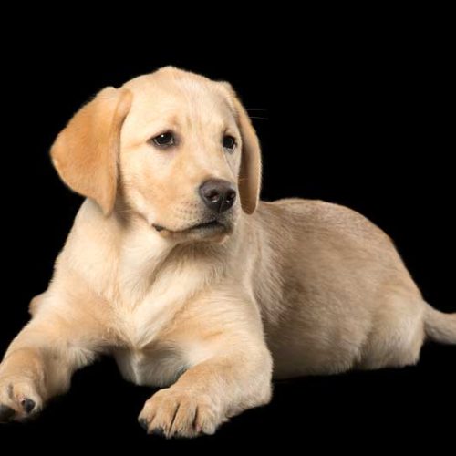 Best Registered Yellow Lab Puppies for sale across the country.