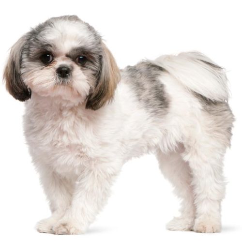Best Shih Tzu Puppies for sale at Trusted puppies