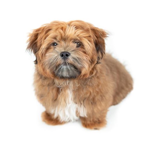 Boutique Teddy Bear Shichon Puppies for sale