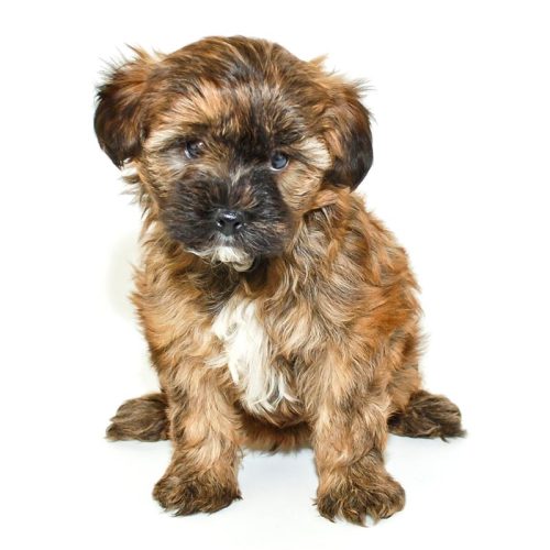 Beautiful Yorkipoo puppy for sale at Trusted Puppies
