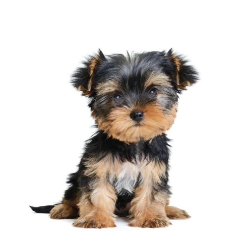 Best Yorkshire Terrier Puppy for sale on Trusted Puppies.