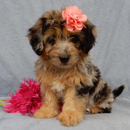 Beautiful Miniature Aussiedoodle puppy for sale
