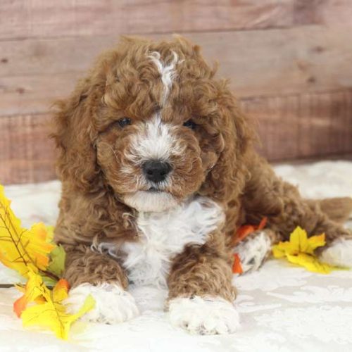Best Cavapoo Puppies for sale along with the top cavapoo breeders.