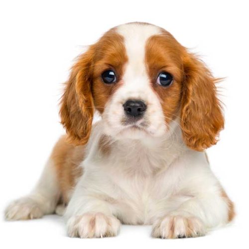 Best Cavalier King Charles Spaniel Puppies for sale across the country.
