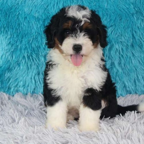 Best Mini Bernedoodle Puppies for sale across the country.