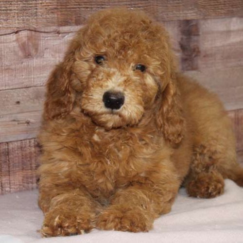 Best Goldendoodle Puppies for sale from the best Golden Doodle breeders across the nation.
