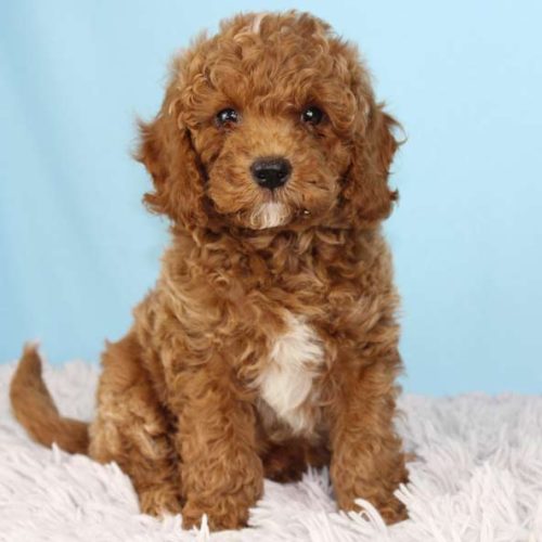 Best Mini Goldendoodle Puppies for sale from top breeders across the nation.