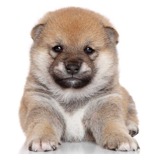 Best Shiba Inu Puppies for sale from across the country.