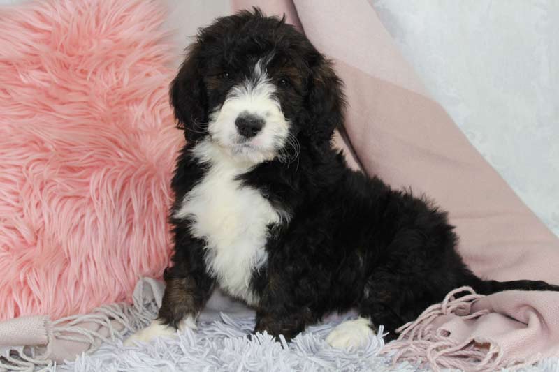 Trusted Puppies has the Best Standard Bernedoodle Puppies for sale in the country. With with only the top breeders in the country.