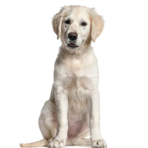 Beautiful Registered English Cream Golden Retriever puppies for sale