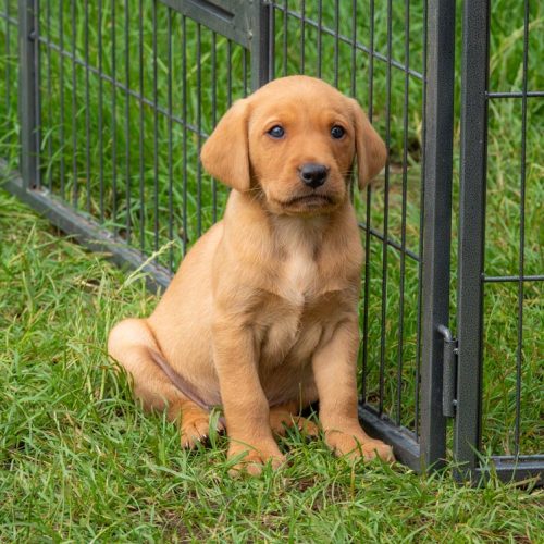 Beautiful Registered Fox Red Labrador Retriever Puppy for sale.