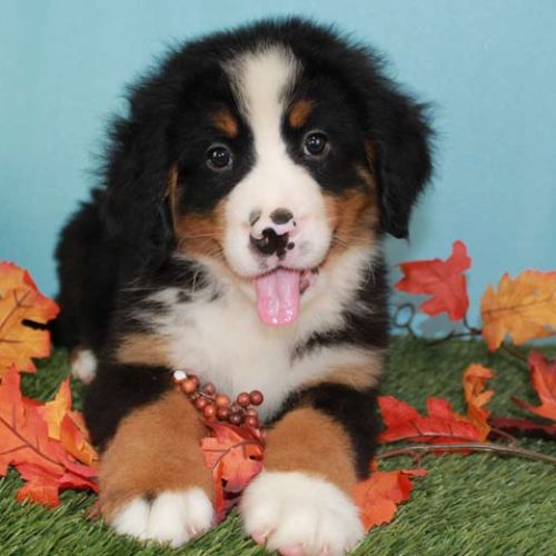 Registered AKC Bernese Mountain Do puppies for sale from the best Bernese Breeders across the country.