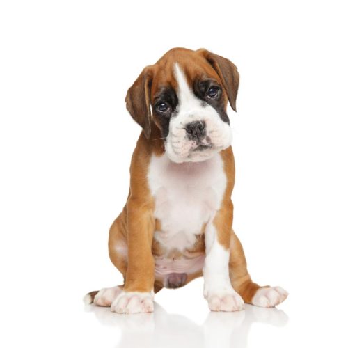 Beautiful Registered boxer puppy for sale looking at camera.