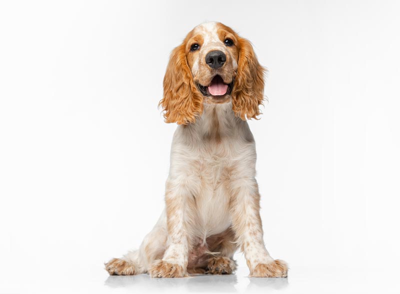 Purebred Cocker-Spaniel Puppies for sale