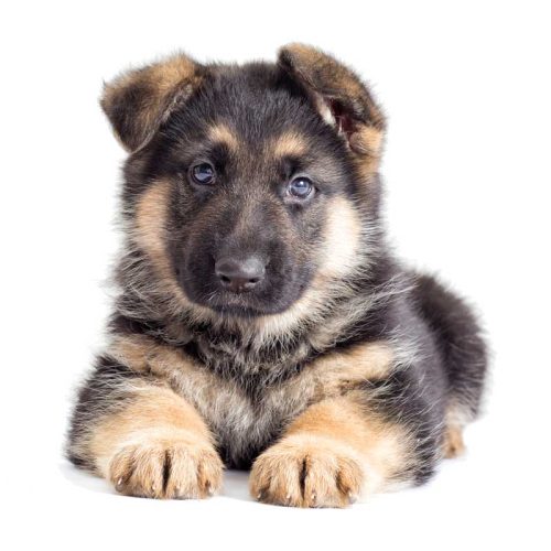 Best Registered German Shepherd Puppies for sale across the country.