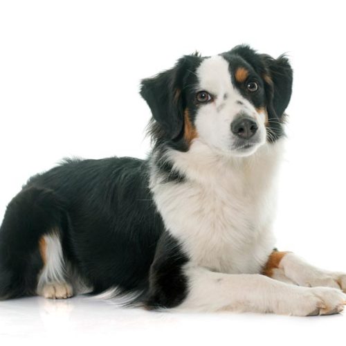 Registered Miniature Australian Shepherd Puppies for sale