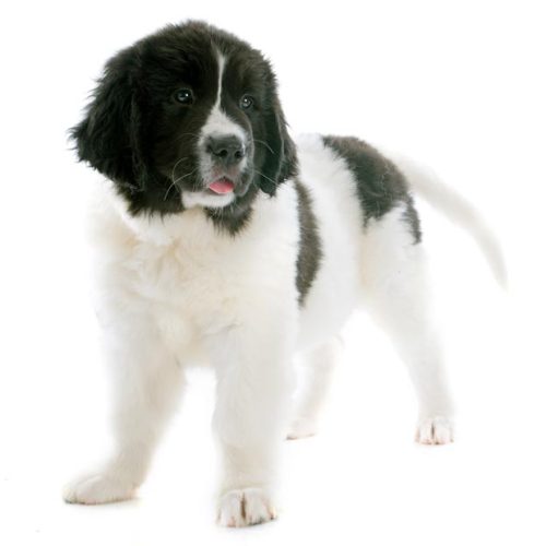 Best Pure Breed Newfoundland Puppies for sale by Trusted Puppies