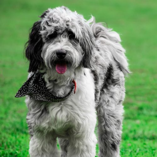 Best Aussiedoodle puppies for sale by Trusted Puppies.