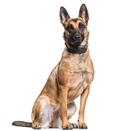 Best Belgian Malinois puppies for sale by Trusted Puppies