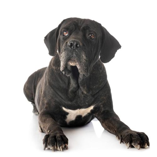 Best Cane Corso Puppies for sale by Trusted Puppies