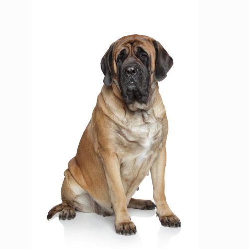 Best English Mastiff Puppies for sale