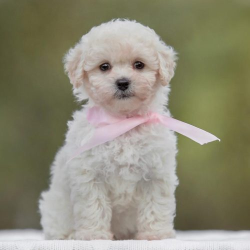 Best Multipoo Puppies for sale by trusted Puppies