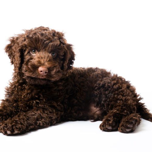 Best Mini Labradoodle puppies for sale by Trustedpuppies.com