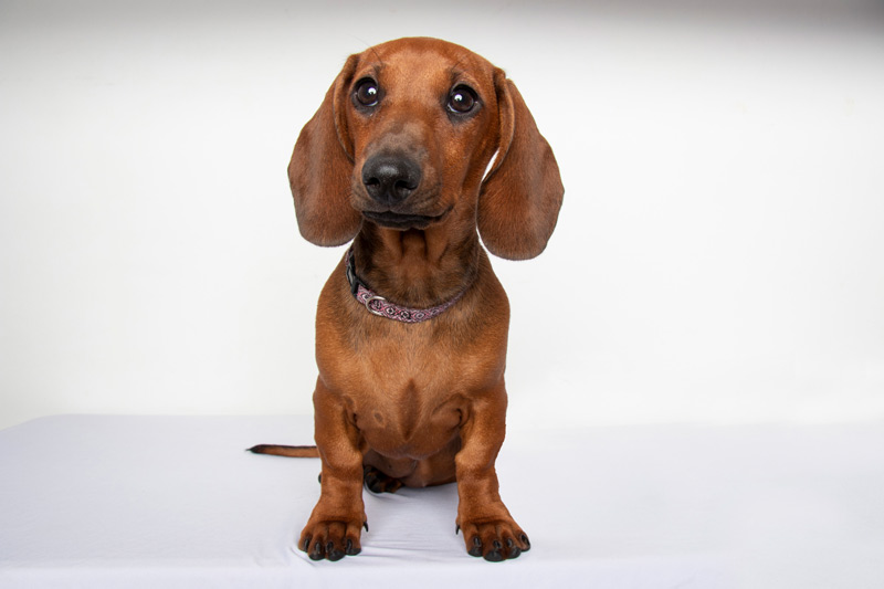 Arkansas Miniature Dachshund Puppies for Sale!