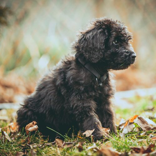 Best Newfypoo Puppies for sale by Trusted Puppies.