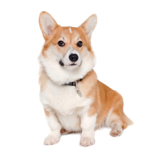 Welsh Corgi pembroke Puppies for sale by Trusetd Puppies.com