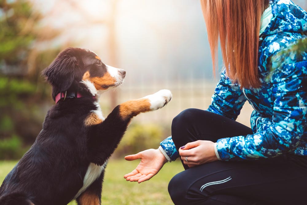 Beautiful Bernese Mountain Dog puppy getting showing his skills duringa training session.