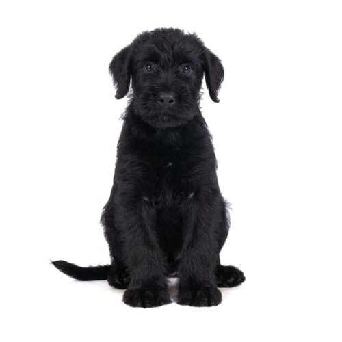 beautiful black Giant Schnauzer puppy for sale at TrustedPuppies.com