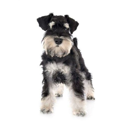 Young Mini Schnauzer for sale at Trustedpuppies.com