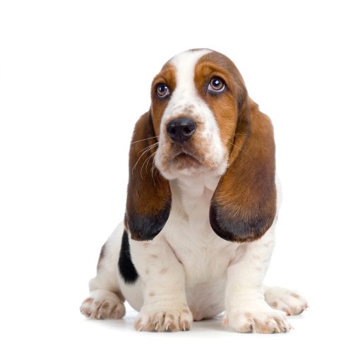 Best Basset Hound Puppies for sale by Trusted Puppies.