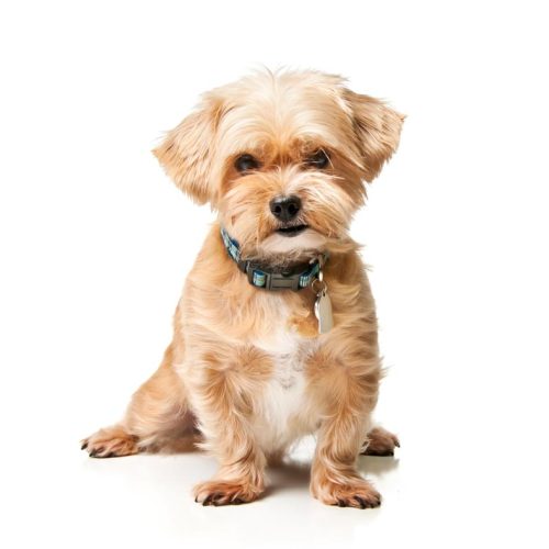 Best Shorkie puppies for sale by Trusted Puppies