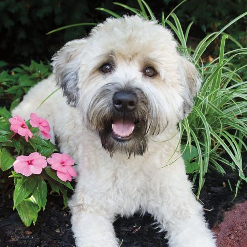 Beautiful Soft-Coated Wheaten Terrier puppy smiling in a flower bed.