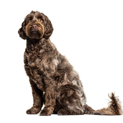 A beautiful Standard size Labradoodle puppy for sale on Trustedpuppies.com