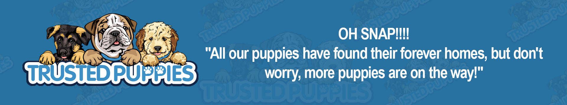 No available puppies