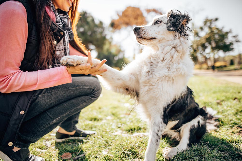 Lady patiently training her dog to shake hands