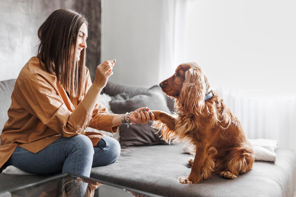 Lady using postive reinforcement training to teach her puppy to hake.