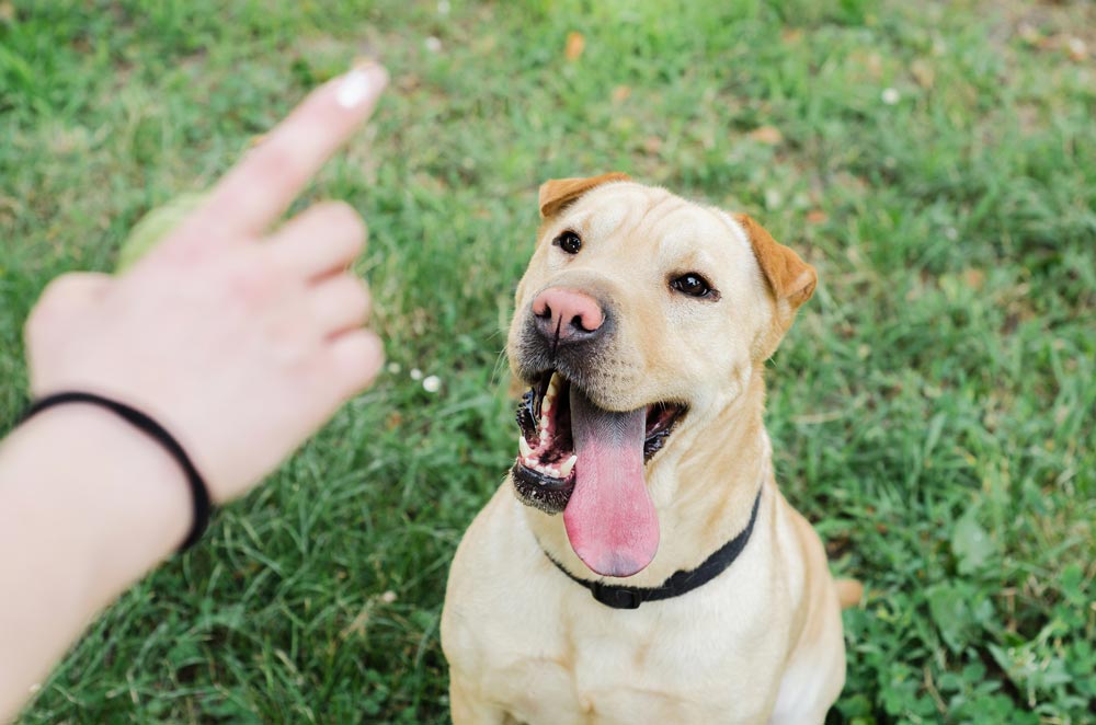 Dog watching the trainers hands for commands