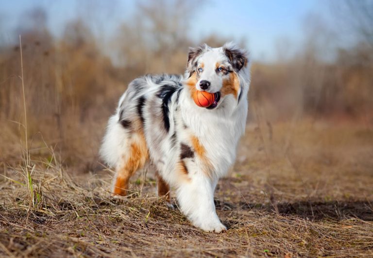 Beautiful Australian Shepherd with a ball standing in a field