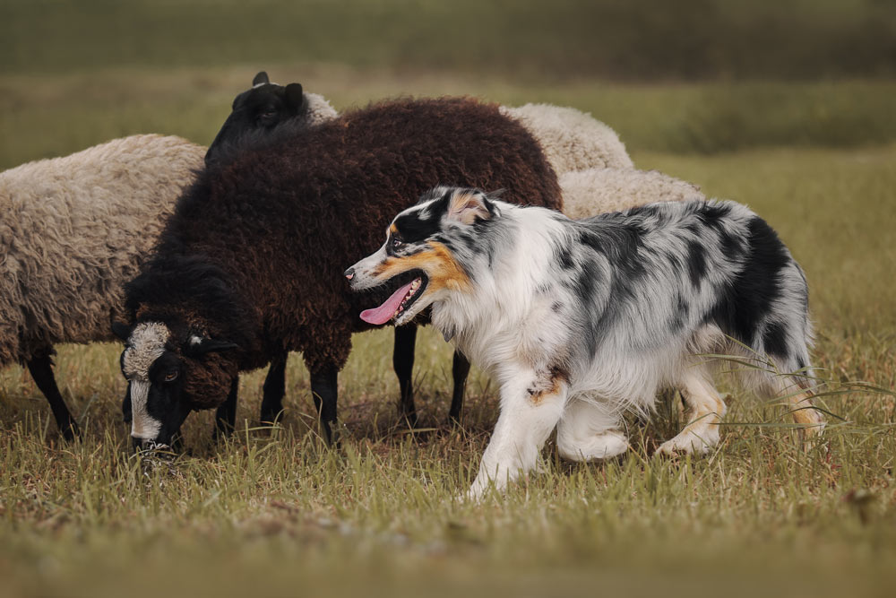 A serious Australian Shepherd dog walking fast herding a group of sheep on a ranch.