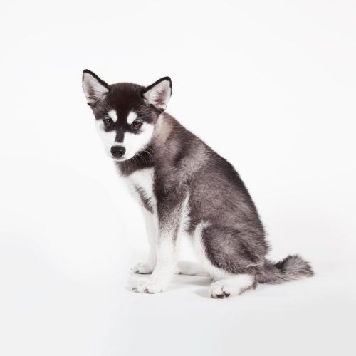 Best Alaskan Klee Kai Puppies for sale