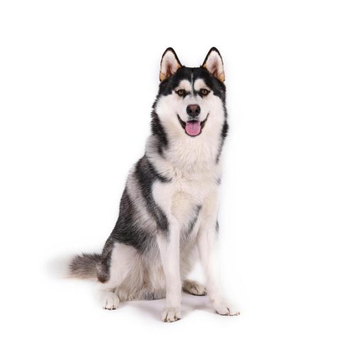 Alaskan Malamute puppies for sale by Trusted Puppies