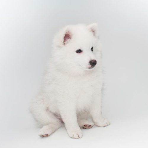 American Eskimo Puppies for sale on Trusted Puppies.