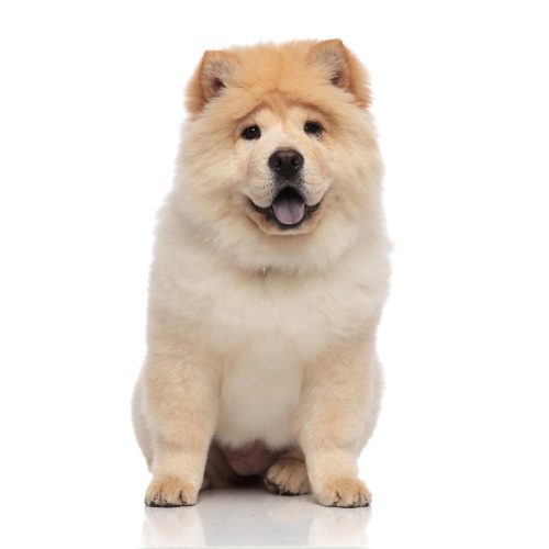 best chow chow puppies for sale