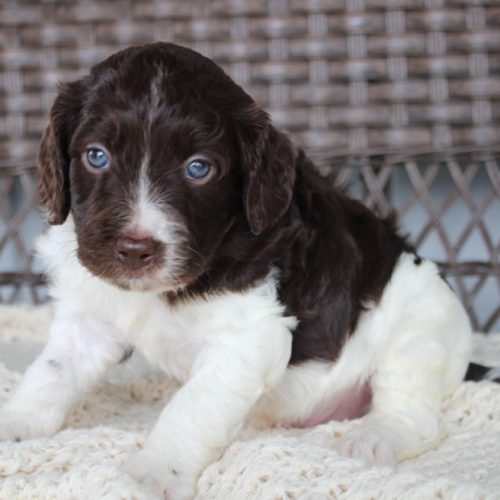 Best Brittanypoo or Brittany Doodle Puppies for sale by Trusted Puppies