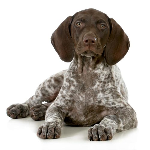 German Shorthair Pointer puppies for sale by Trusted Puppies
