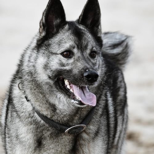 Best Norwegian Elkhound puppies for sale by Trusted Puppies